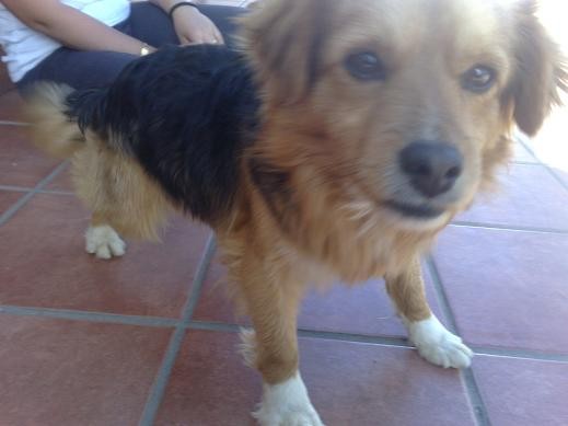 Unos familiares encontraron a Calcetines abandonado en mitad de un olivar. Como no sabían que hacer con él pensaron en regalarlo, hasta que un día fuimos a dar un paseo con Donald y decidió seguirnos a lo largo de todo el camino. Lo adoptamos a los pocos días y nunca más volvió a separarse de nosotros. Unos familiares encontraron a Calcetines abandonado en mitad de un olivar. Como no sabían que hacer con él pensaron en regalarlo, hasta que un día fuimos a dar un paseo con Donald y decidió seguirnos a lo largo de todo el camino. Lo adoptamos a los pocos días y nunca más volvió a separarse de nosotros.